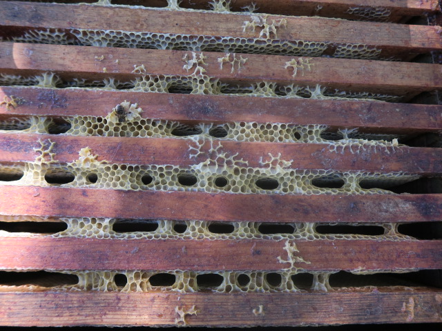 Les cadres des ruches au Château la Rose Perriere sur lesquels travaillent les abeilles sont récupérées par l’apiculteur