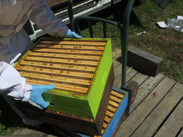 Les cadres des ruches au Château la Rose Perriere sur lesquels travaillent les abeilles sont récupérées par l’apiculteur