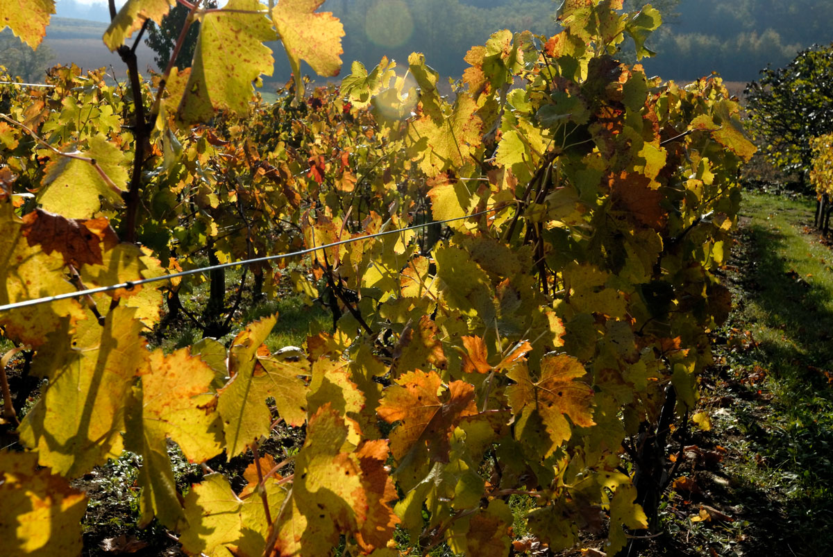 La vigne et ses couleurs automnales au Chateau La Rose Perriere