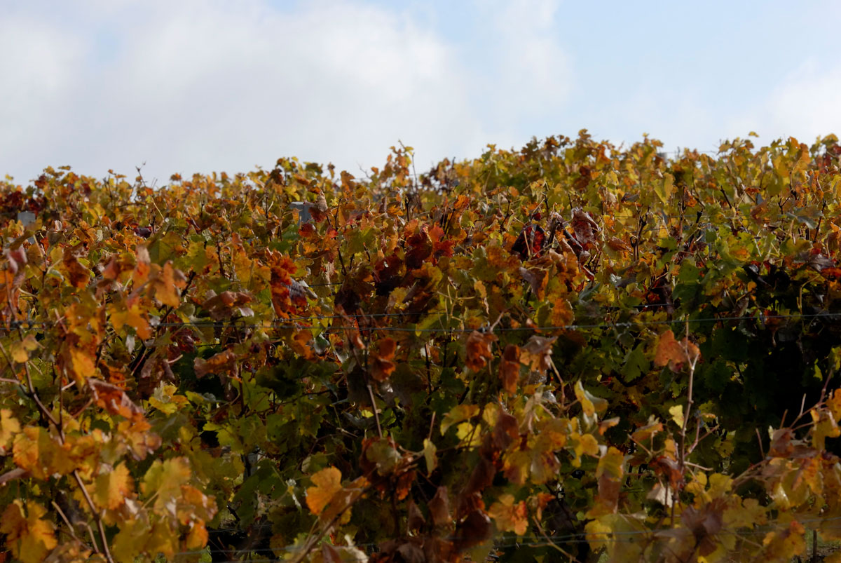 La vigne et ses couleurs automnales au Chateau La Rose Perriere