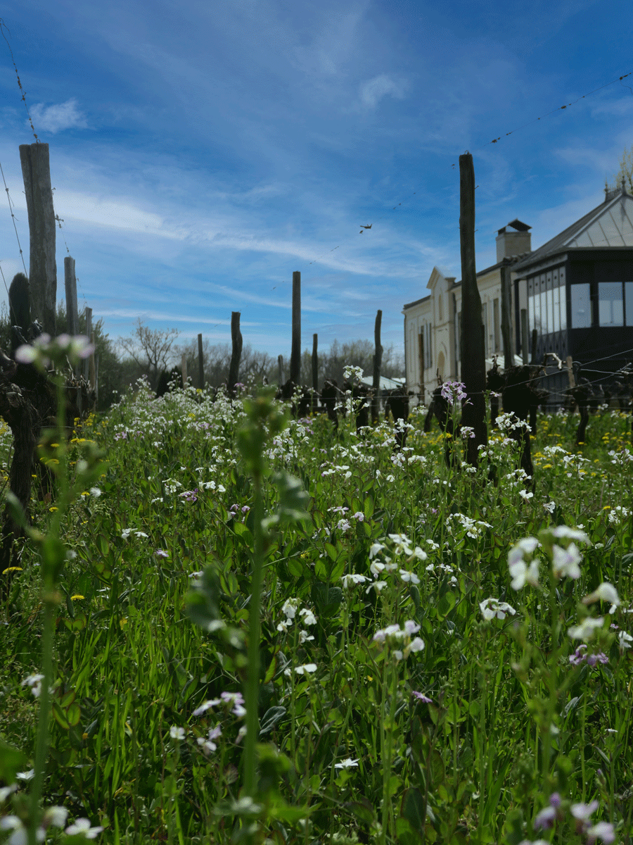 fleurs et biodiversite au cœur des vignes du chateau la rose perriere