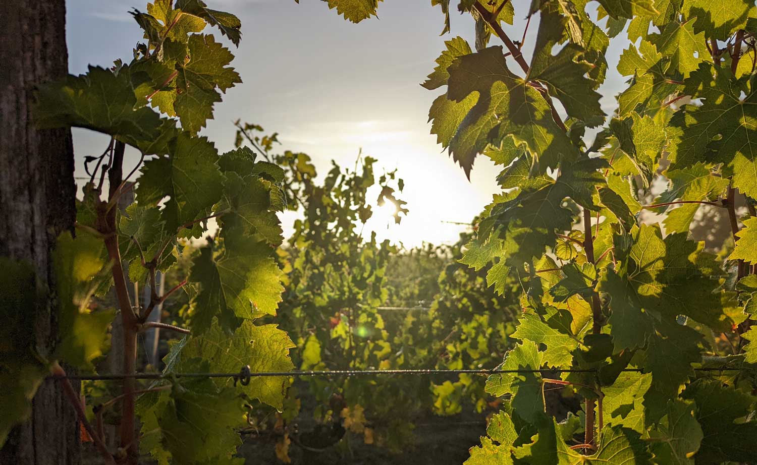 lever de soleil sur les vignes