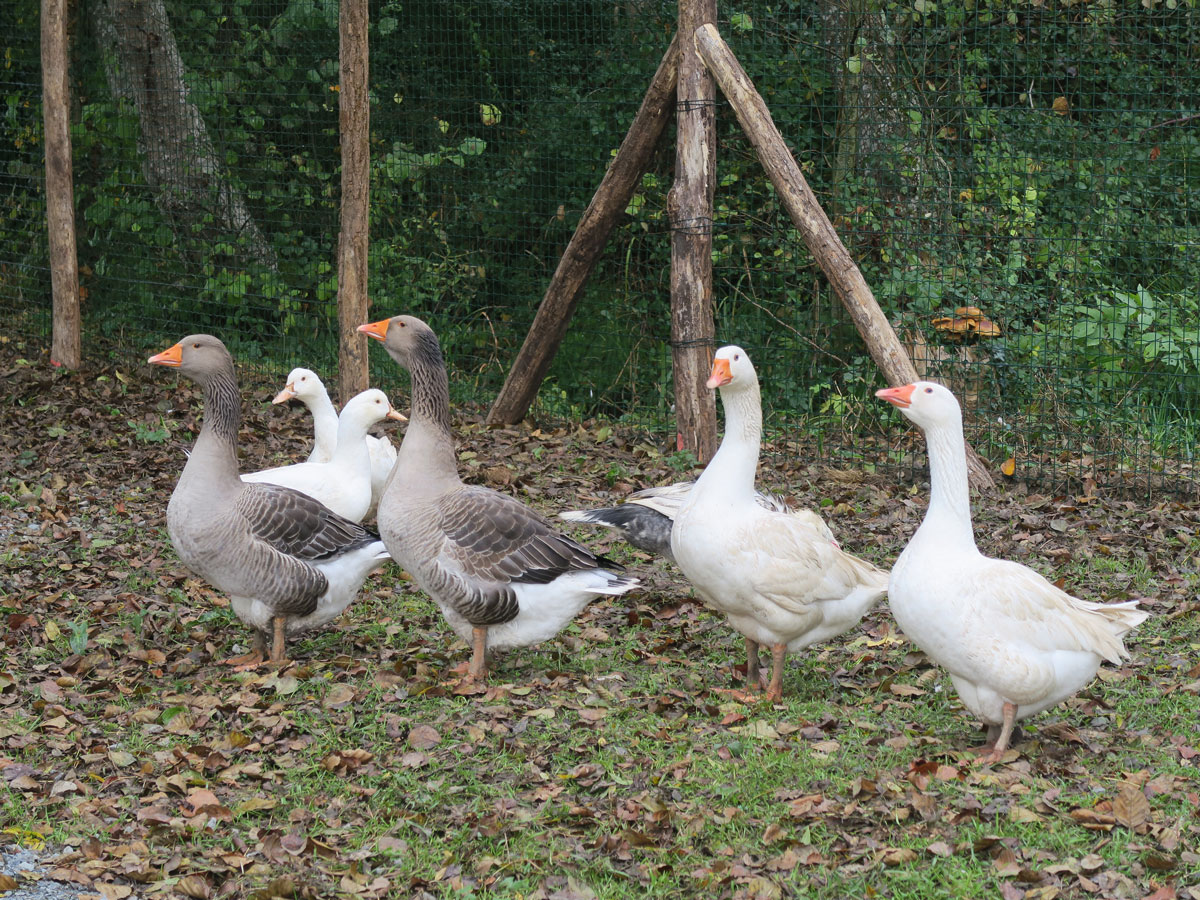 Les oies au Chateau La Rose Perriere