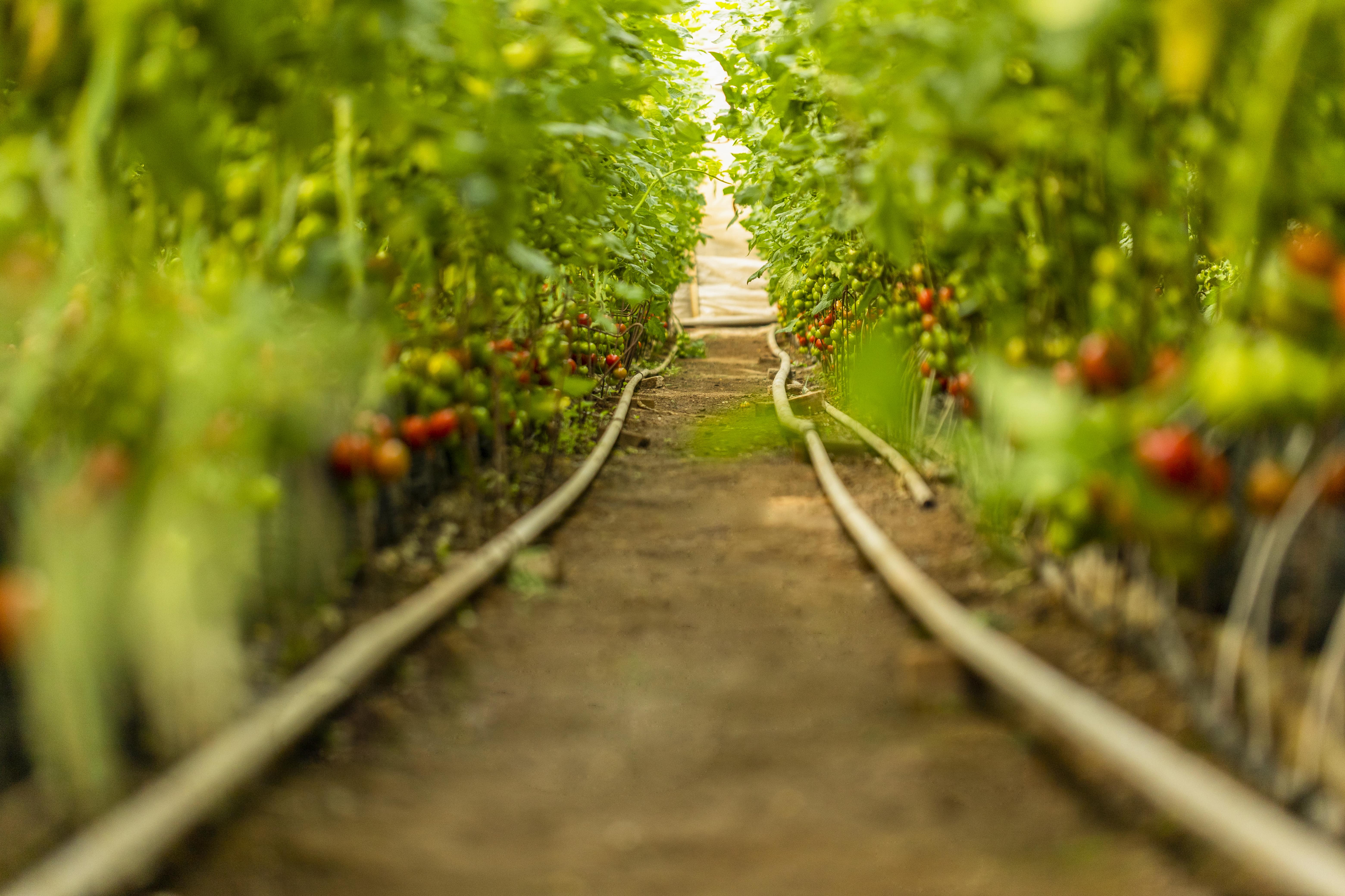 Longs rangs de plants de tomates irrigués