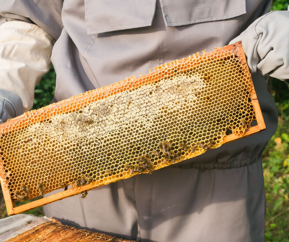 Une recolte de miel par l'apiculteur