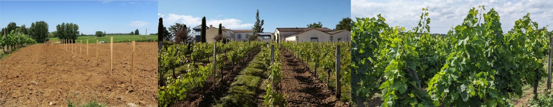 Sol et vignes au château La Rose Perrière