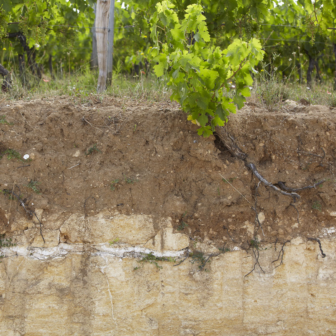 Coupe du sol argilo-calcaire dans les vignes du Château La Rose Perriere