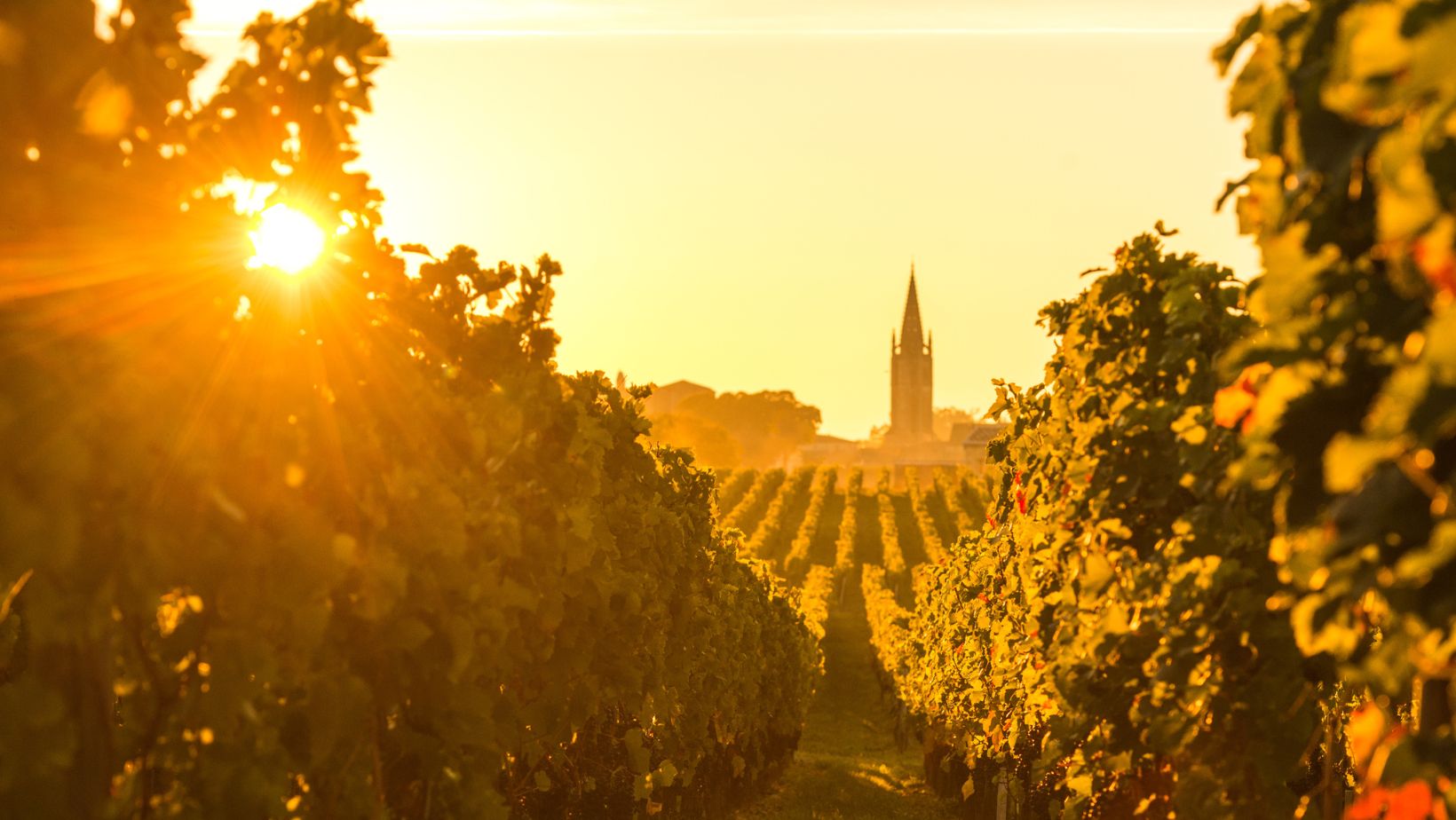 Lever de soleil sur un vignoble Saint-Emilionnais