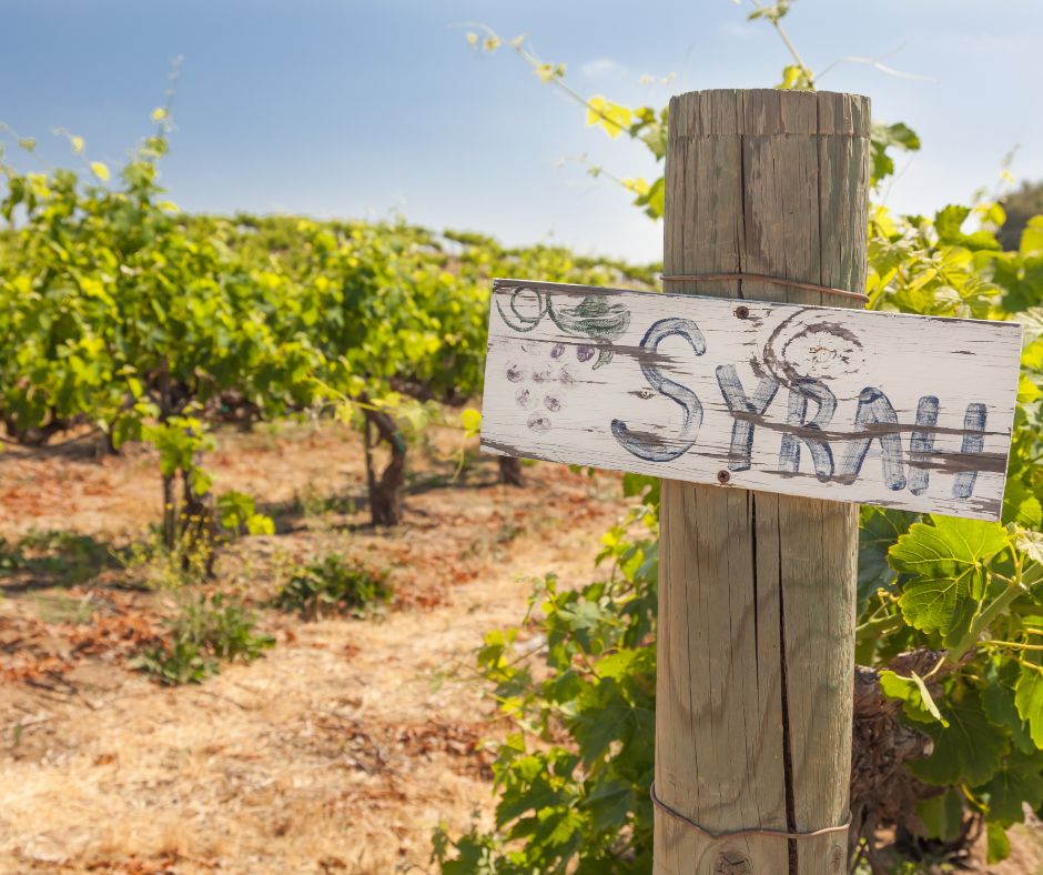 ALT Pancarte Syrah dans un vignoble