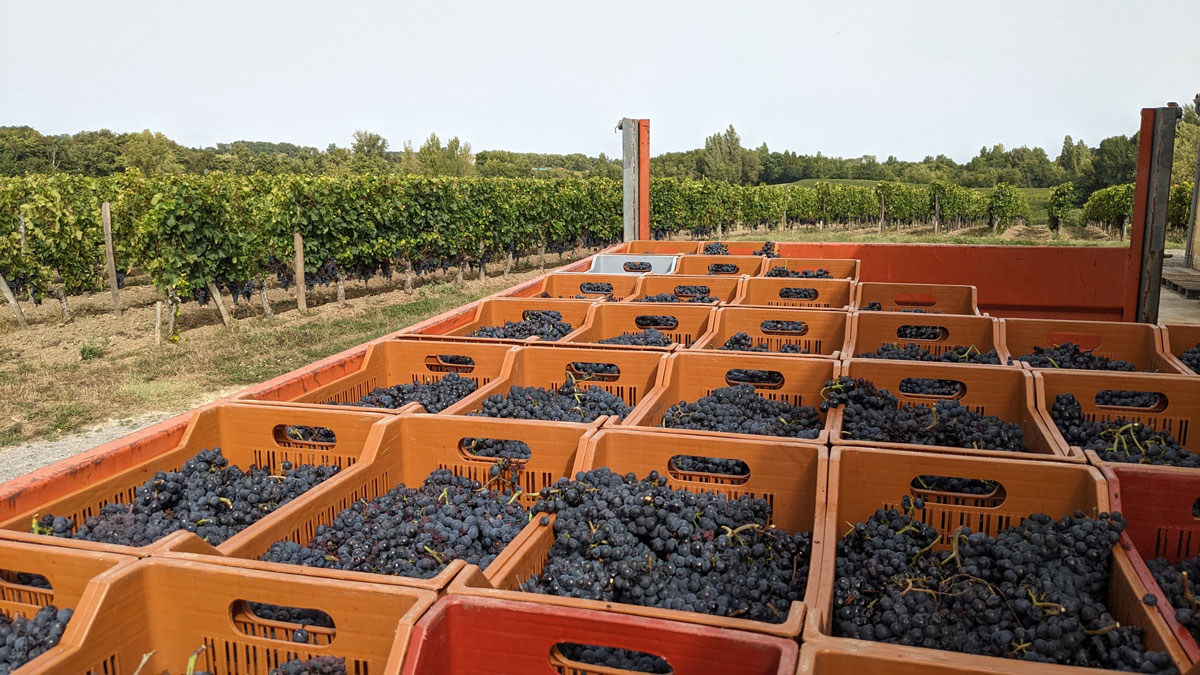 Cagette remplies de Merlot recoltes au Chateau La Rose Perriere