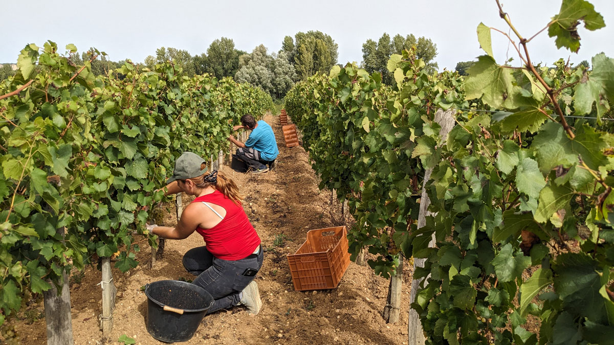 Vendangeurs dans les vignes pour les vendanges manuelles du Château La Rose Perriere