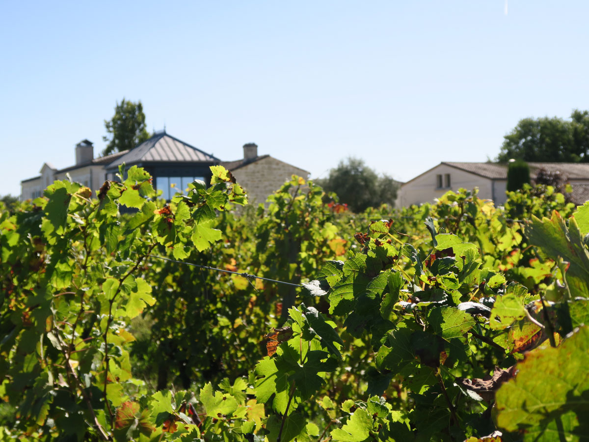 Vignes Lussac Saint Emilion